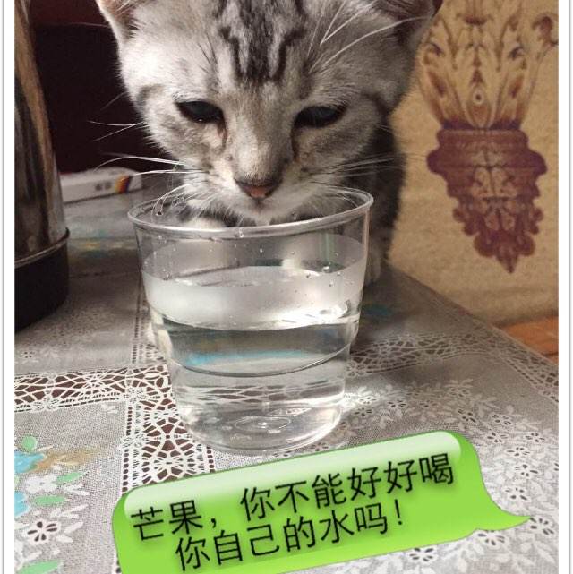 做个假阿拉伯联合酋长国护照